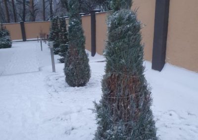 Званка — укрытие растений на зиму