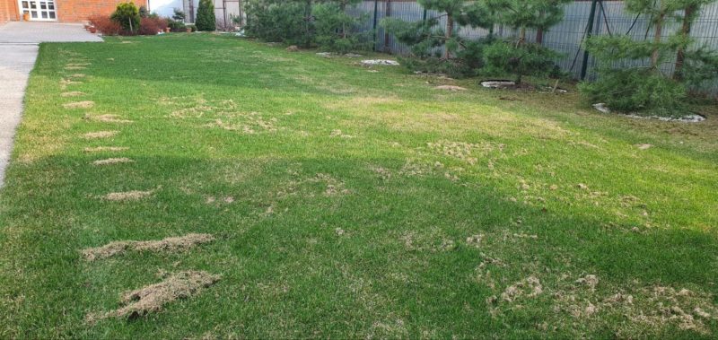 Щербаково — прочесывание газона на участке