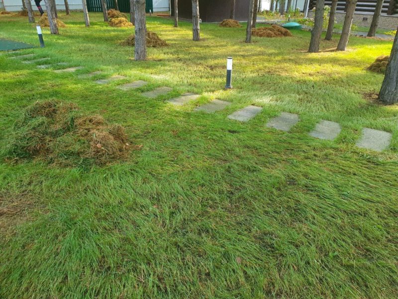 Салмачи — прочесывание газона